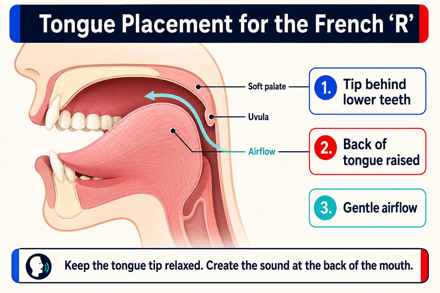 French R tongue placement infographic showing the back of the tongue near the uvular area